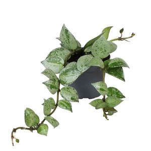 Hoya krohniana 'Eskimo' ( 10 cm )