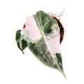 Alocasia 'Polly pink Variegata' ( 10 cm )