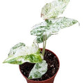 Alocasia odora 'Batik Variegata' ( 20 cm )