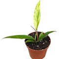 Philodendron 'Caramel Marble' ( 12 cm )