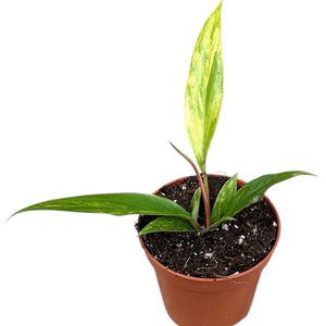Philodendron 'Caramel Marble' ( 12 cm )