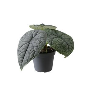 Alocasia melo ( 10 cm )