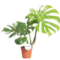 Monstera 'Thai Constellation' ( 60 cm )