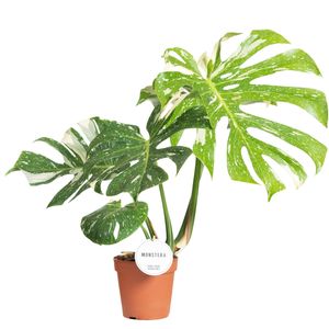 Monstera 'Thai Constellation' ( 60 cm )