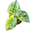 Alocasia 'Yucatan Princess Aurea' ( 10 cm )