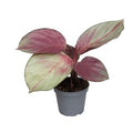 Calathea 'Silver Plate' ( 12 cm )