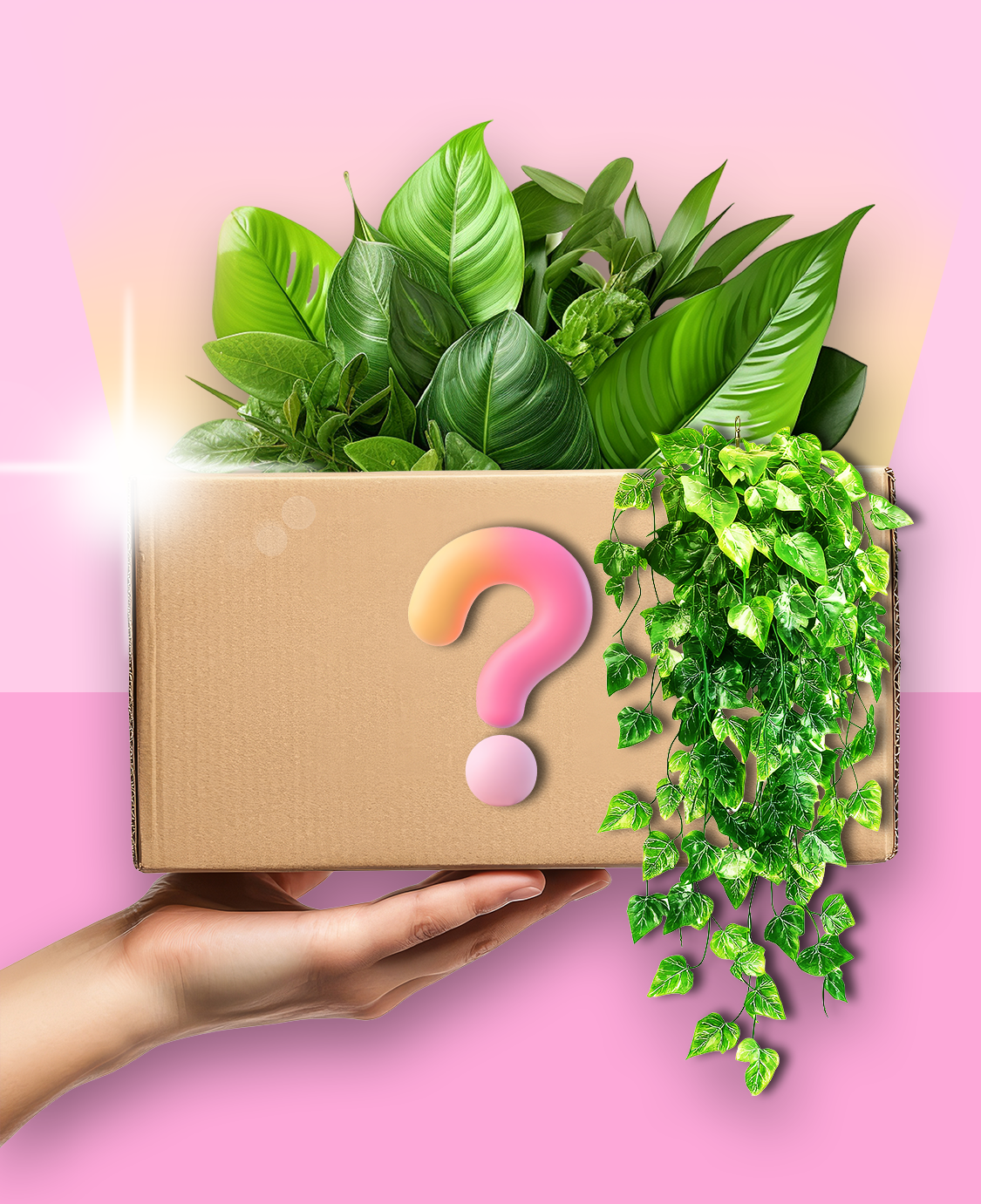 Boite mystère plantes