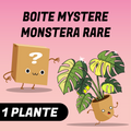 Boite mystère monstera rare