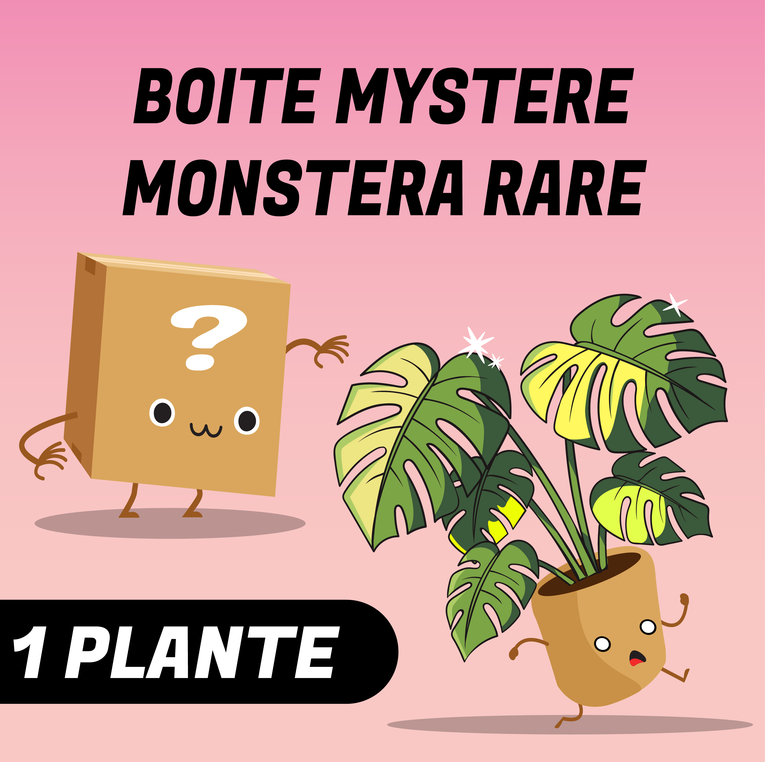 Boite mystère monstera rare