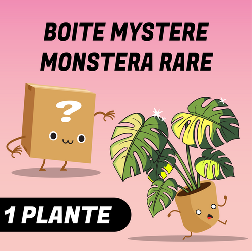 Boite mystère monstera rare