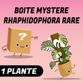 Boite mystère Rhaphidophora rare