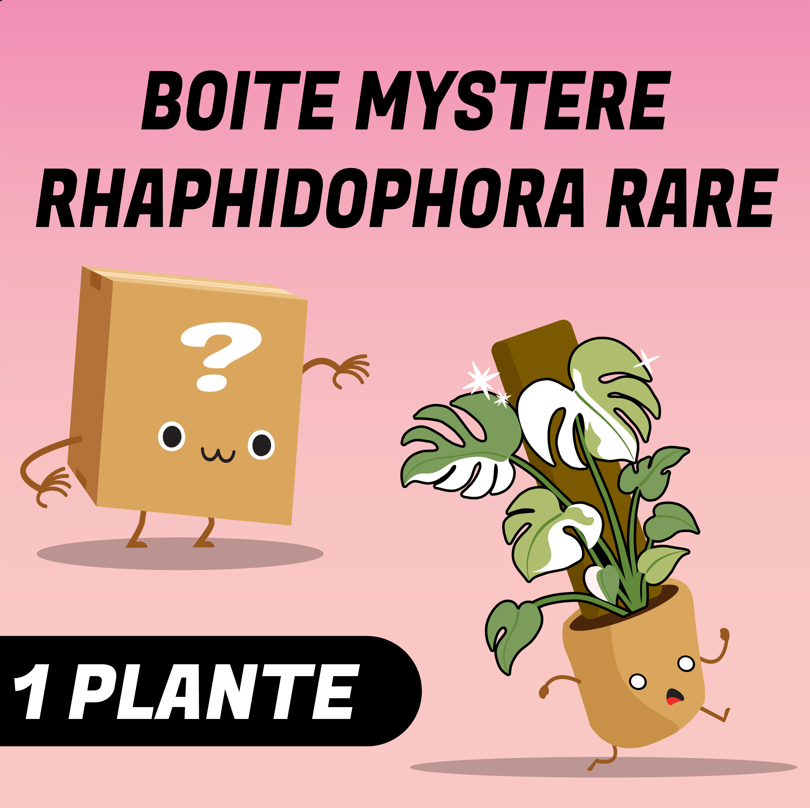 Boite mystère Rhaphidophora rare
