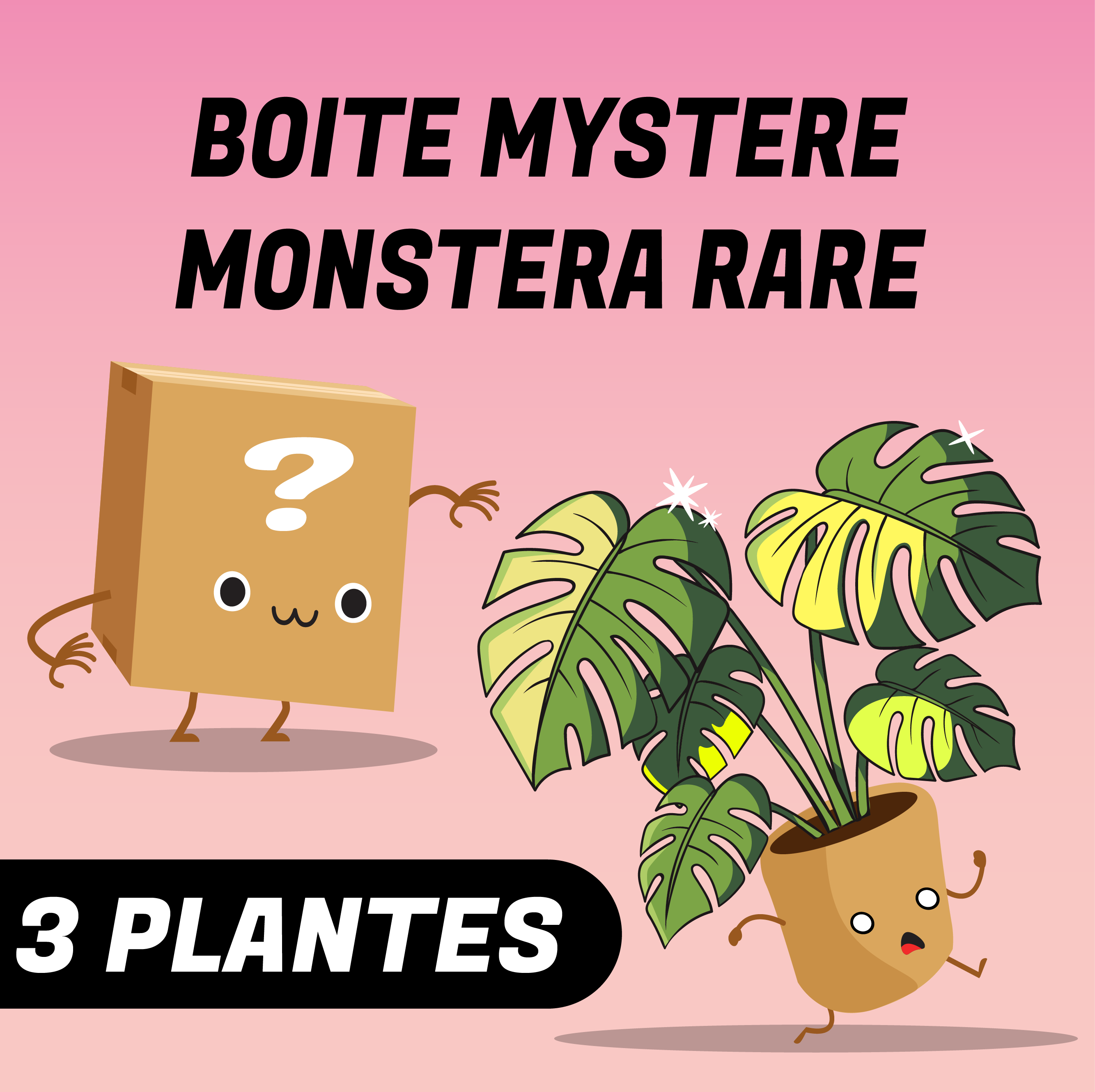 Boite mystère monstera rare