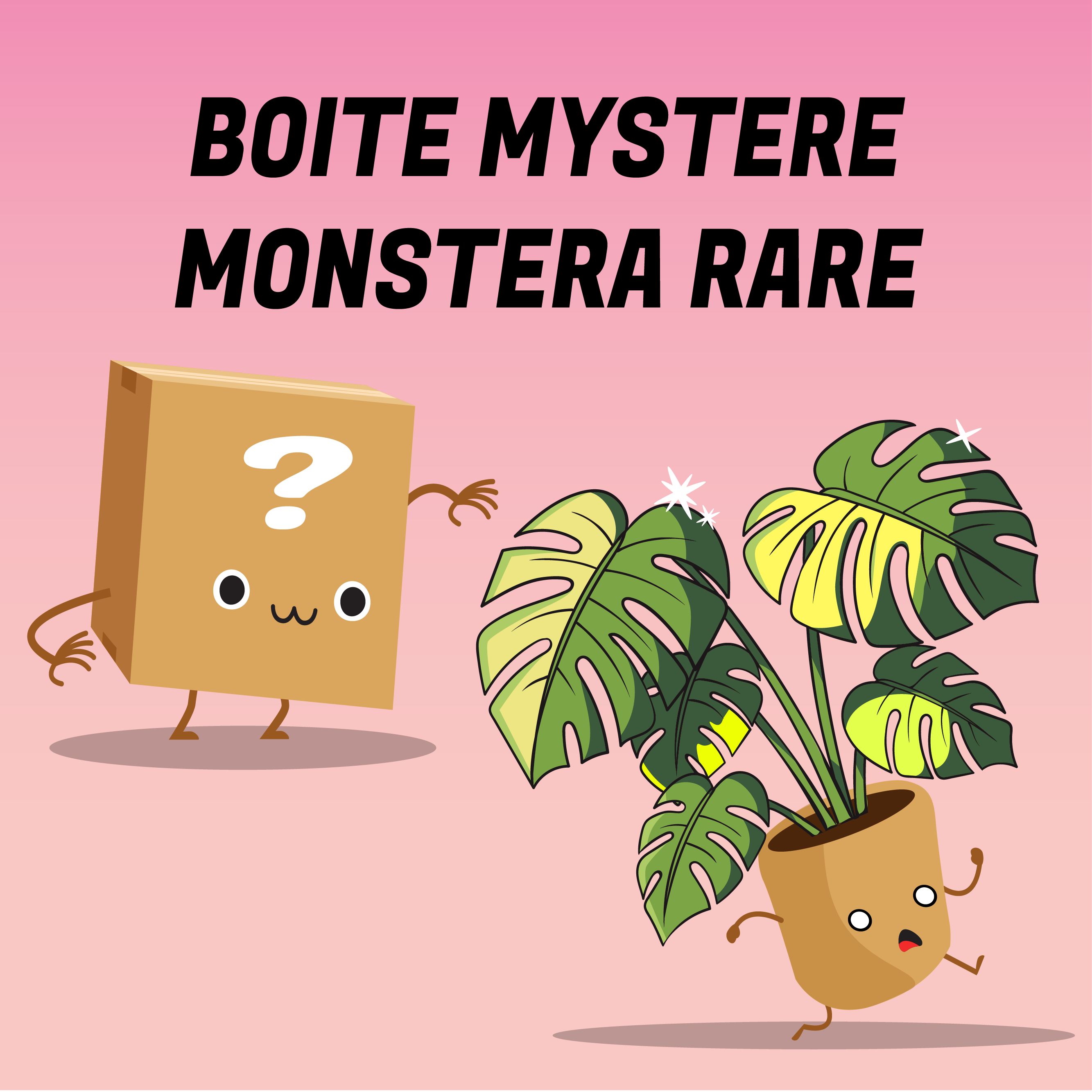 Boite mystère monstera rare